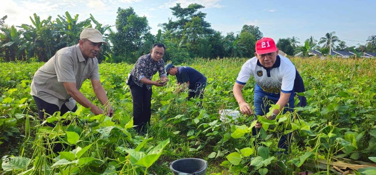 Pembinaan Produktif, Lapas Pangkalpinang Panen 58 Kg Kacang Hijau