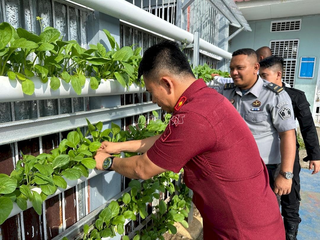 Lapas Muara Tebo Panen Sayur Sawi, Produktif Meski Ruang Terbatas