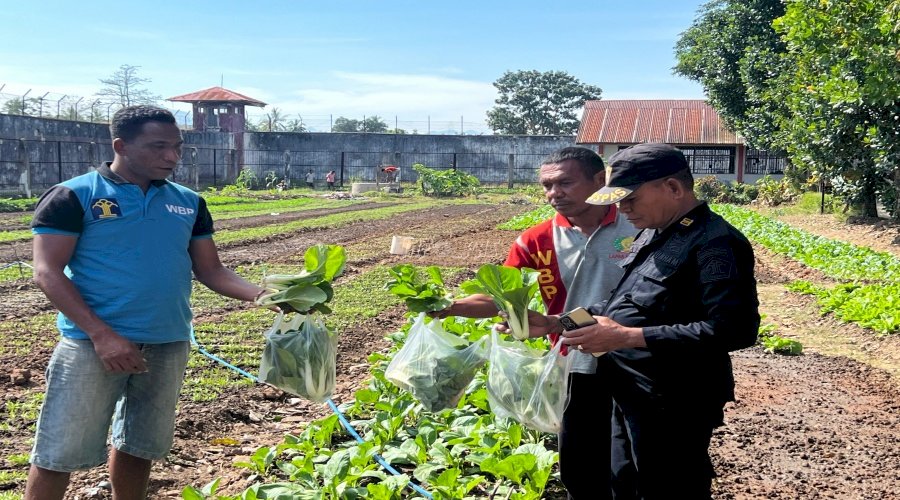 Panen Sayuran Segar di Lapas Atambua Diserbu Masyarakat