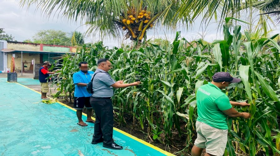 SAE Rutan Negara Panen 16 Kg Jagung