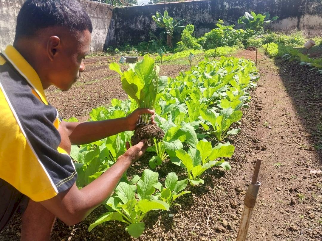 Lapas Tual Kembangkan Kebun Sawi, Siapkan Warga Binaan Lebih Mandiri