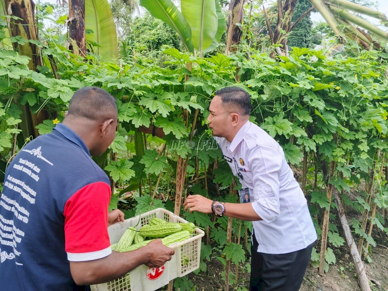 Lagi, Lapas Wahai Panen Hasil Kebun Pembinaan Kemandirian