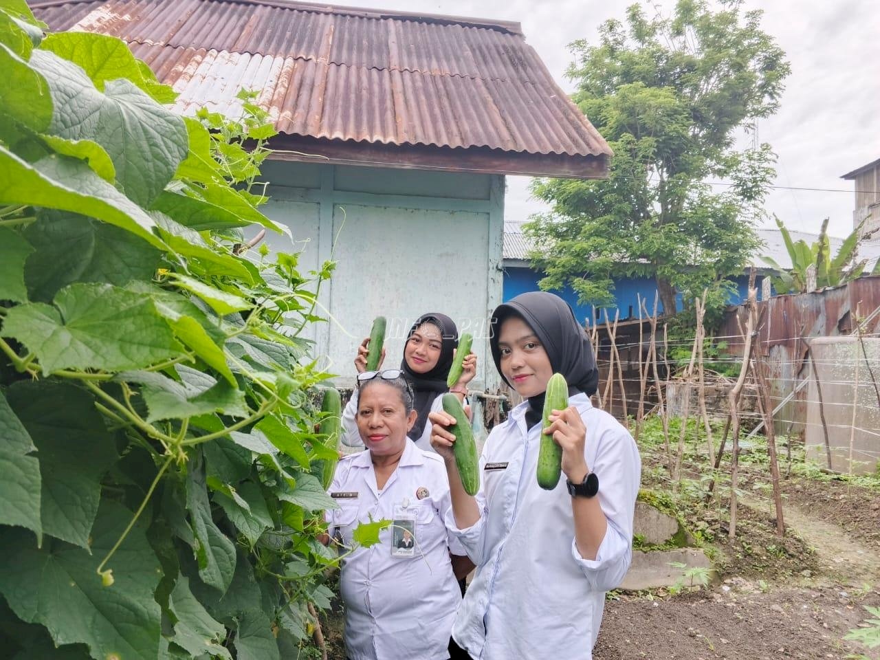 Lagi, Lapas Wahai Panen Hasil Kebun Pembinaan Kemandirian