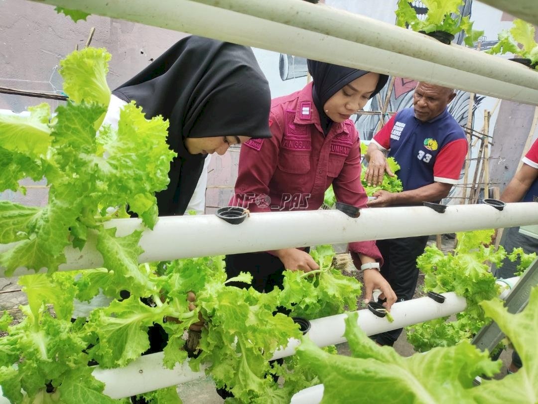Lapas Wahai Panen Selada, Perkuat Kemandirian dan Ketahanan Pangan