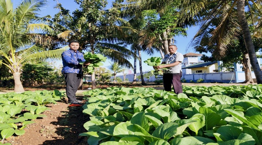 Lapas Kupang Kembali Panen Puluhan Kg Sawi di Kebun SAE