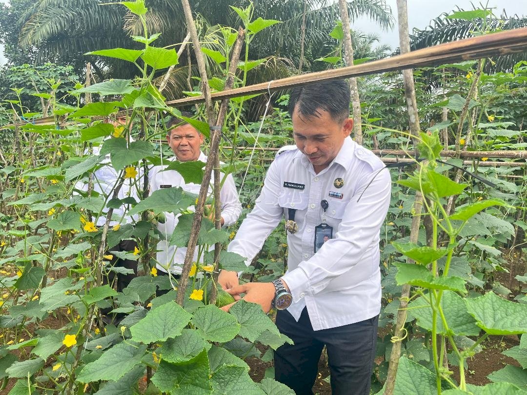 Panen Sayuran, Lapas Muara Tebo Dukung Ketahanan Pangan