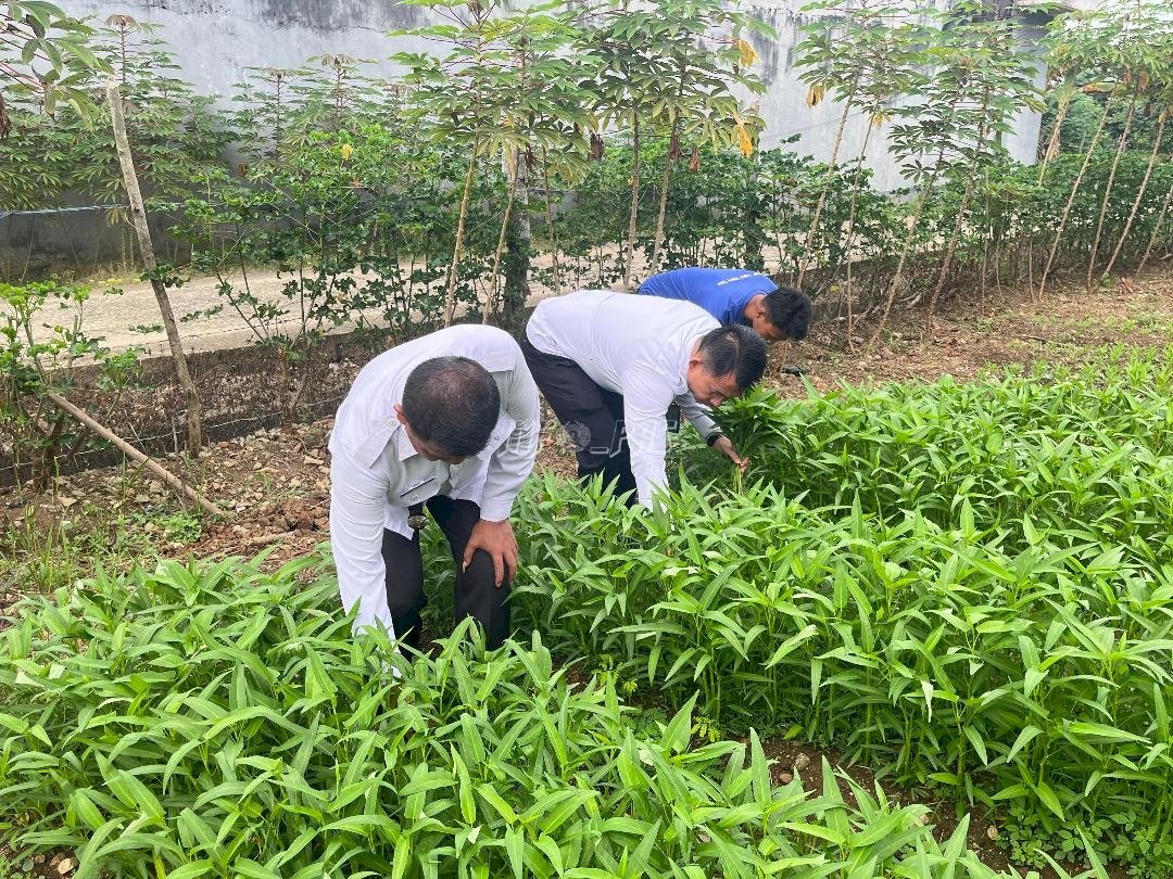 Panen Sayuran, Lapas Muara Tebo Dukung Ketahanan Pangan