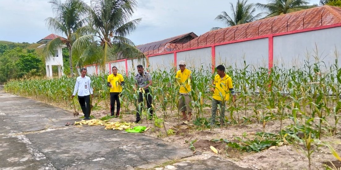 Dukung Ketahanan Pangan, Lapas Namlea Panen 1.000 Jagung