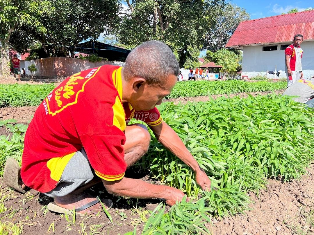 Berkualitas, Hasil Kebun Lapas Atambua Ludes Diborong Warga