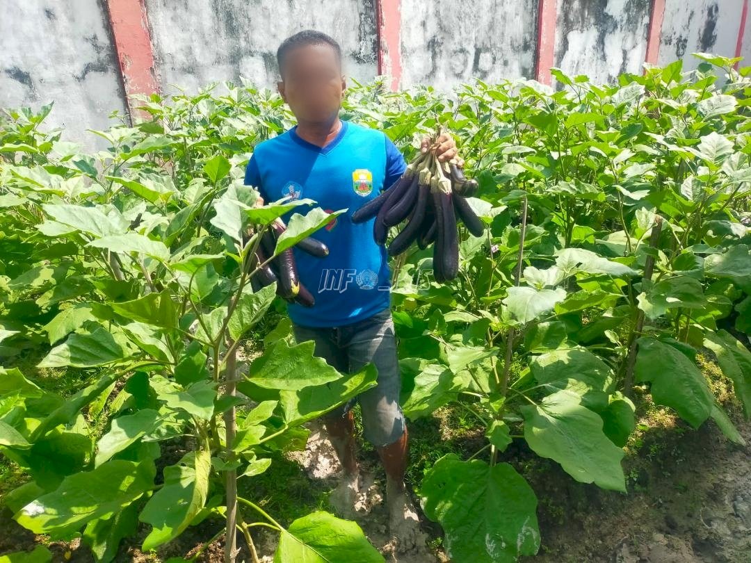 Manfaatkan Lahan Sempit, Lapas Kuala Tungkal Panen Perdana Terong