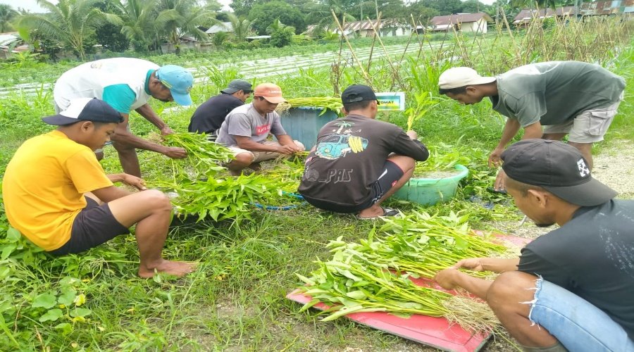 Rutan Masohi Panen Sayur Organik Hasil Budidaya Warga Binaan