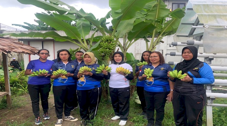 Lapas Perempuan Ambon Dorong Kemandirian lewat Panen Pisang Emas
