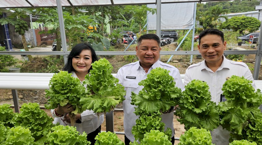 Kakanwil Ditjenpas Kaltim Apresiasi Panen Pakcoy di Bapas Tarakan