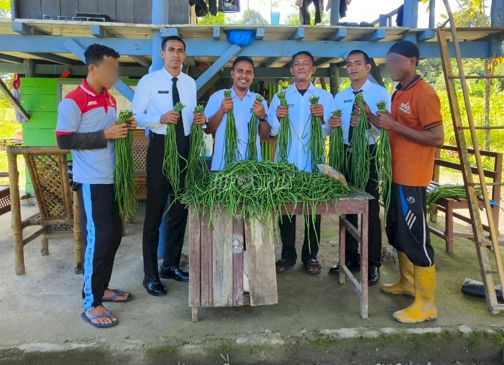 Ketahanan Pangan Lapas Piru Kian Nyata Lewat Panen Berkala