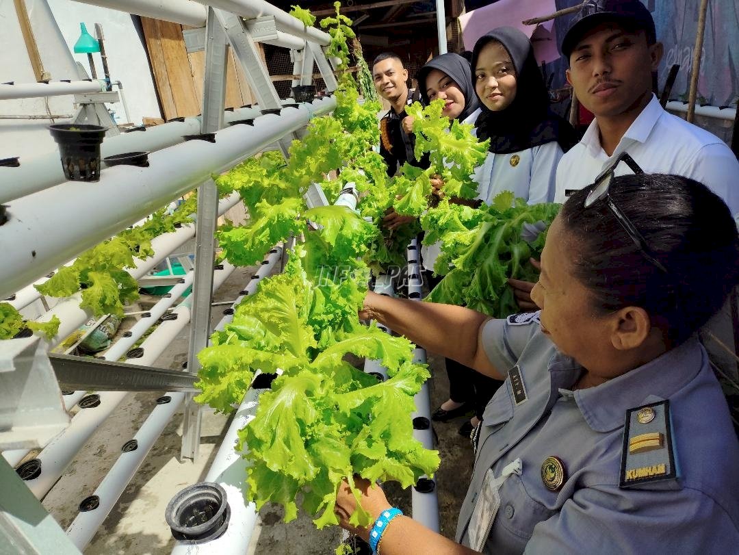Kembangkan Kebun Vertikultur, Lapas Wahai Panen Selada