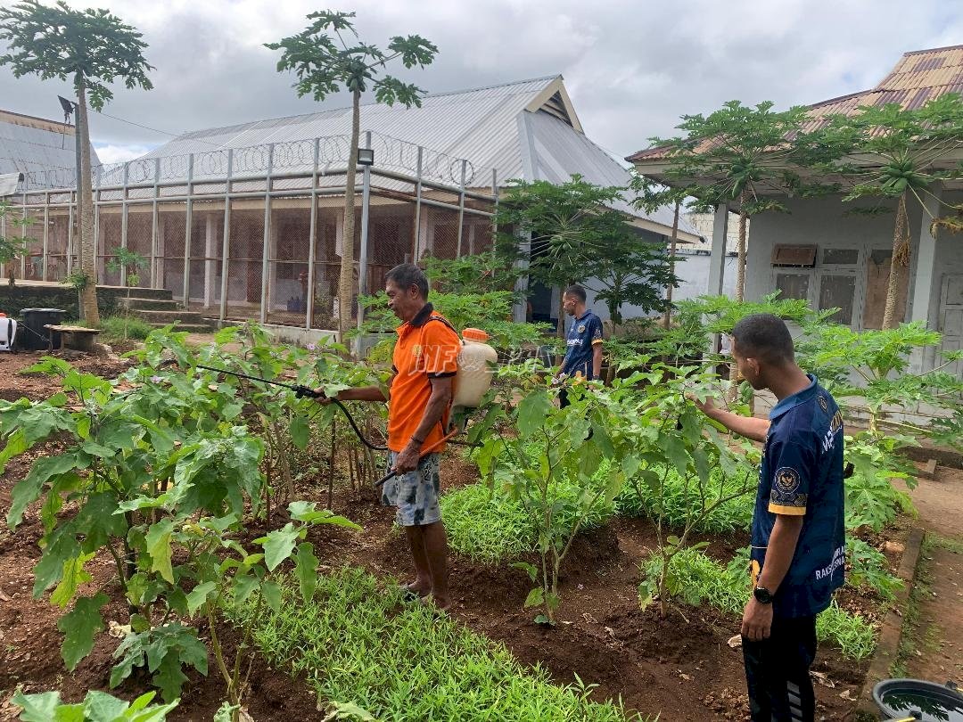 Lapas Saumlaki Tingkatkan Kualitas Sayuran Lewat Perawatan Kebun Berkelanjutan