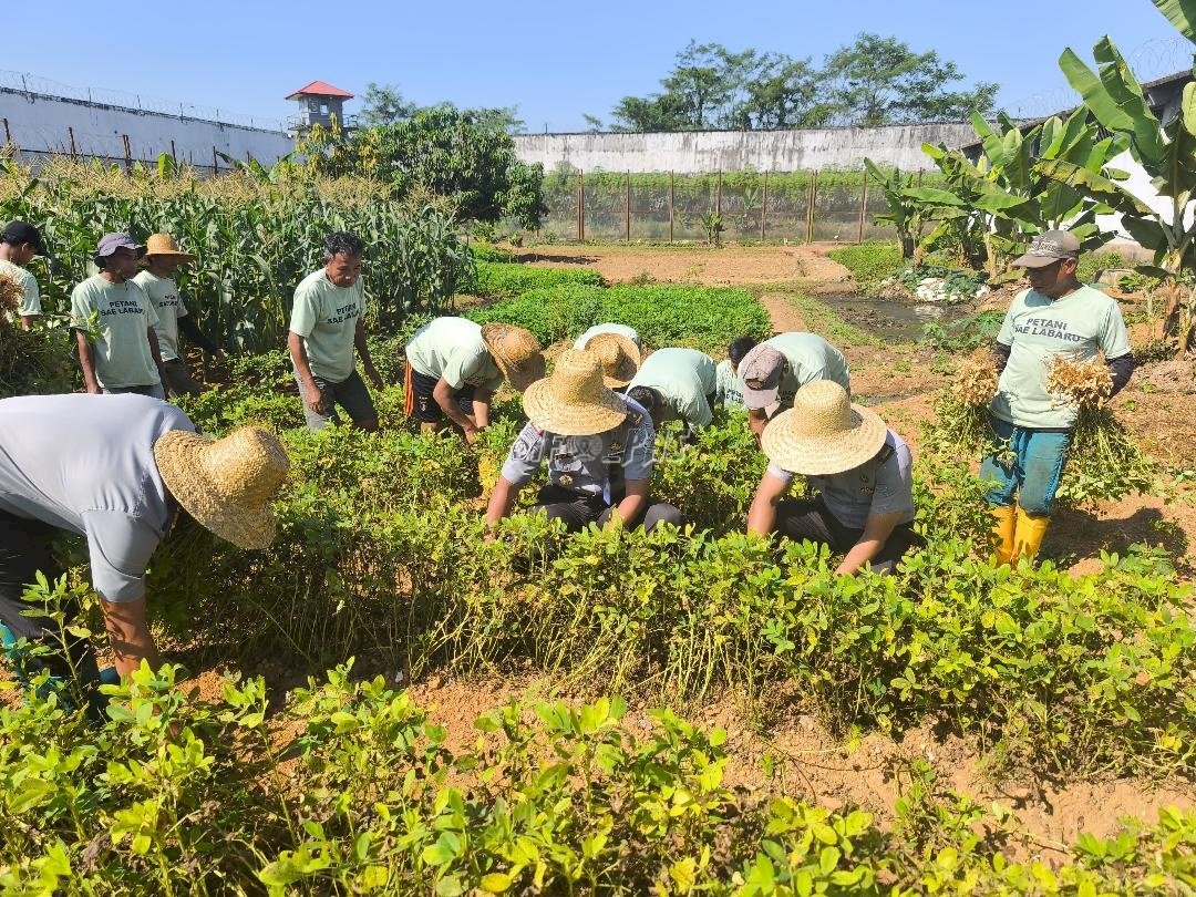 Berdayakan Warga Binaan, Lapas Banjarbaru Panen Jagung dan Kacang Tanah