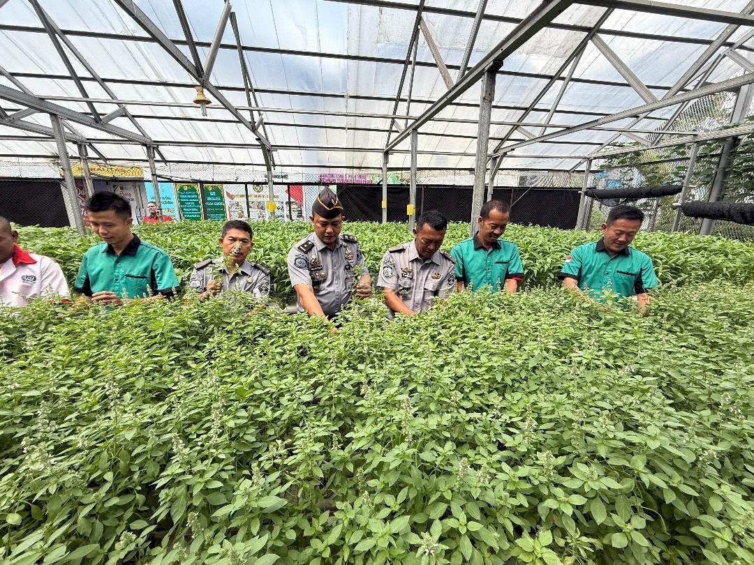 Kembangkan Hidroponik, Lapas Medan Panen 150 Kg Sayuran Segar