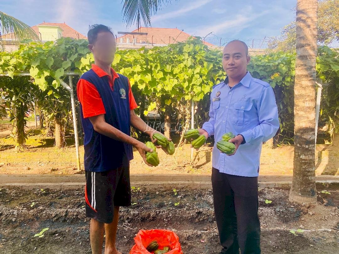 Produktif, Rutan Negara Panen Perdana Labu Siam dari Lahan Terbatas