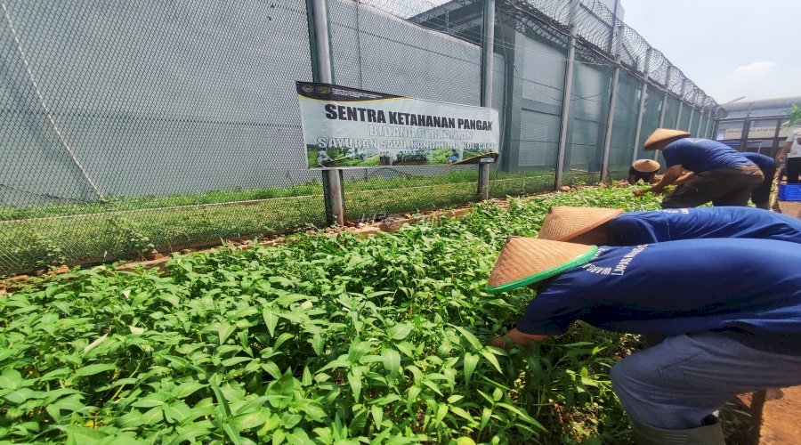 Napi Berkebun Panen Lagi, Lapas Cipinang Cetak Warga Binaan Mandiri