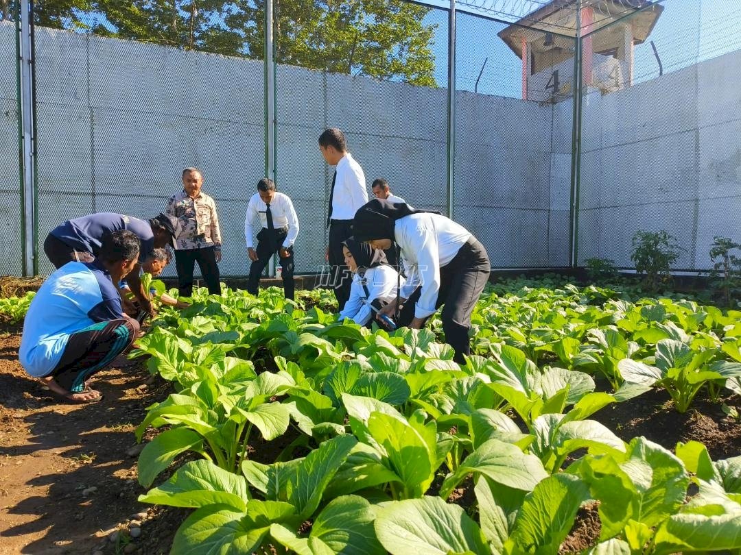 Lagi, Lapas Piru Panen Sawi, Bukti Pembinaan Pertanian Produktif