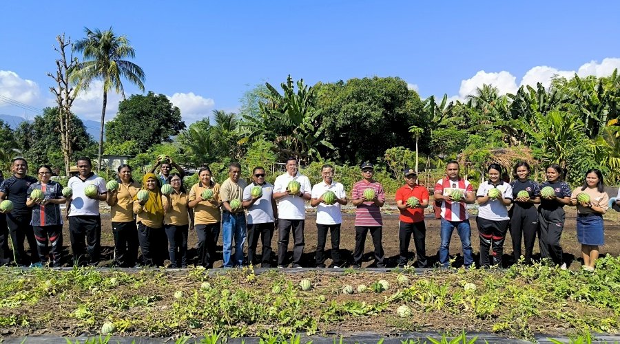Lapas Kalabahi Sukses Panen 300 Semangka bersama Distanbun Kab. Alor