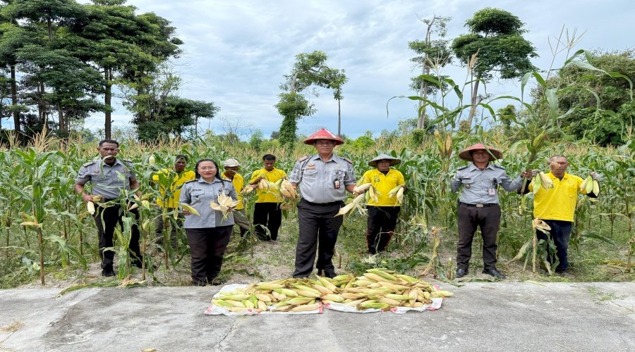 Kali Kedua di Bulan Juli, Lapas Namlea Kembali Panen Ribuan Jagung