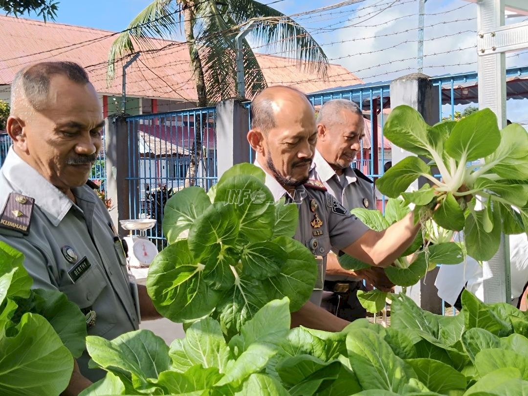 Warga Binaan Lapas Ambon Panen Sayur, Siap Mandiri Lewat Hidroponik