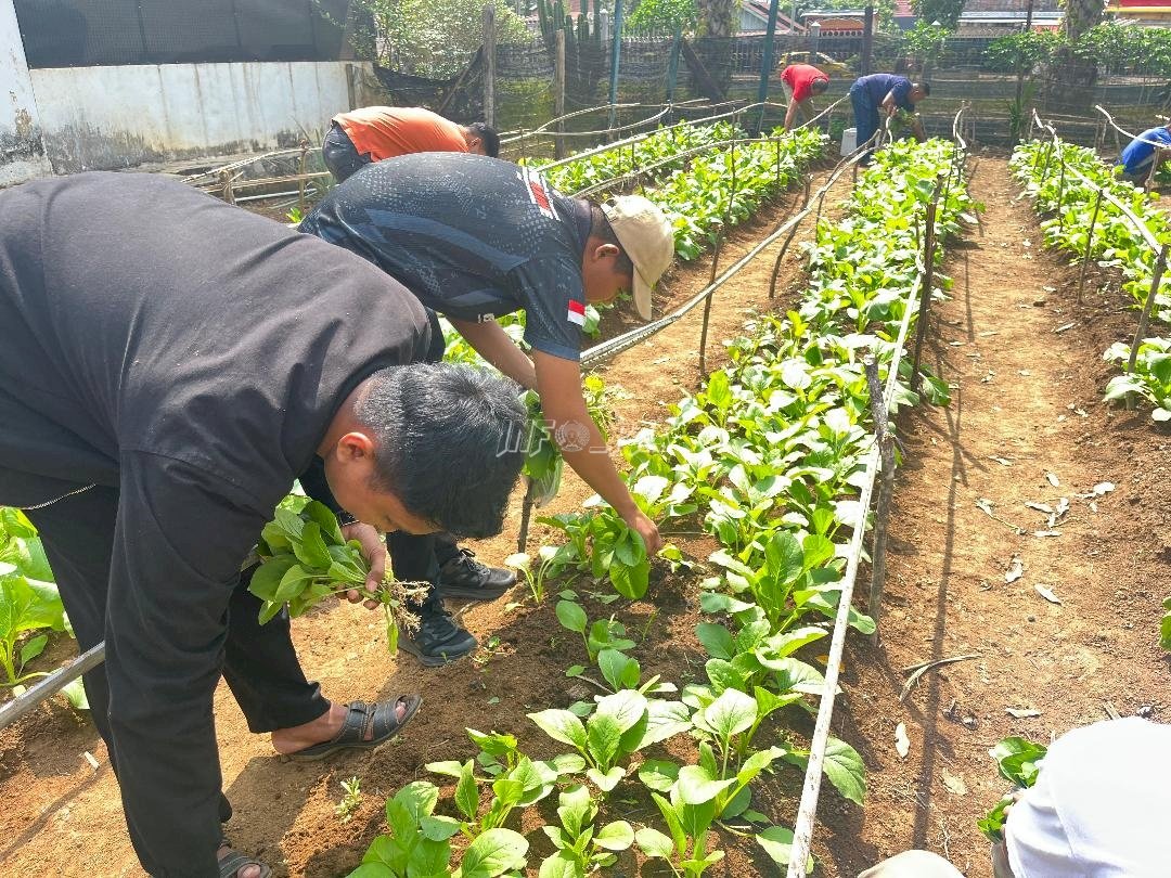 Panen Sawi, Lapas Muara Tebo Tunjukkan Hasil Pembinaan Kemandirian
