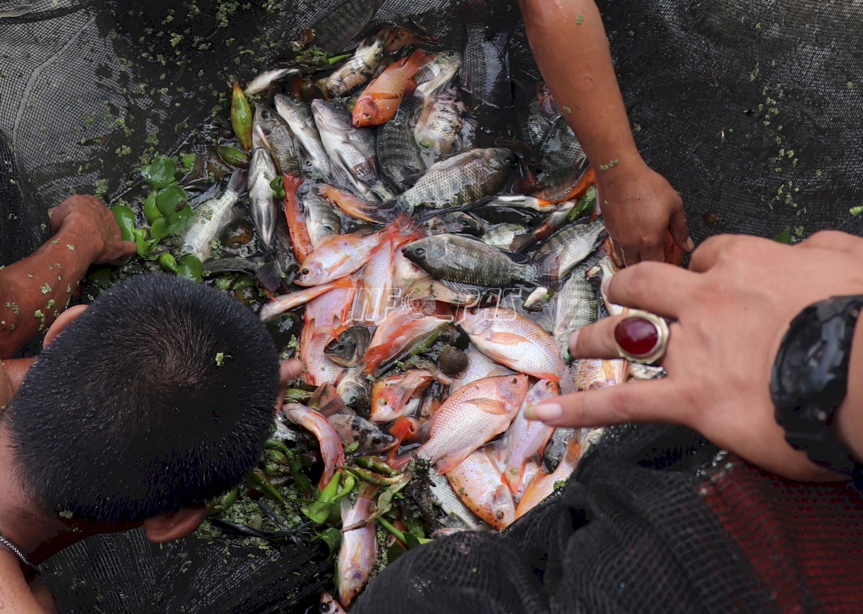 Dorong Kemandirian Warga Binaan, Lapas Jambi Optimalkan Pembesaran Ikan