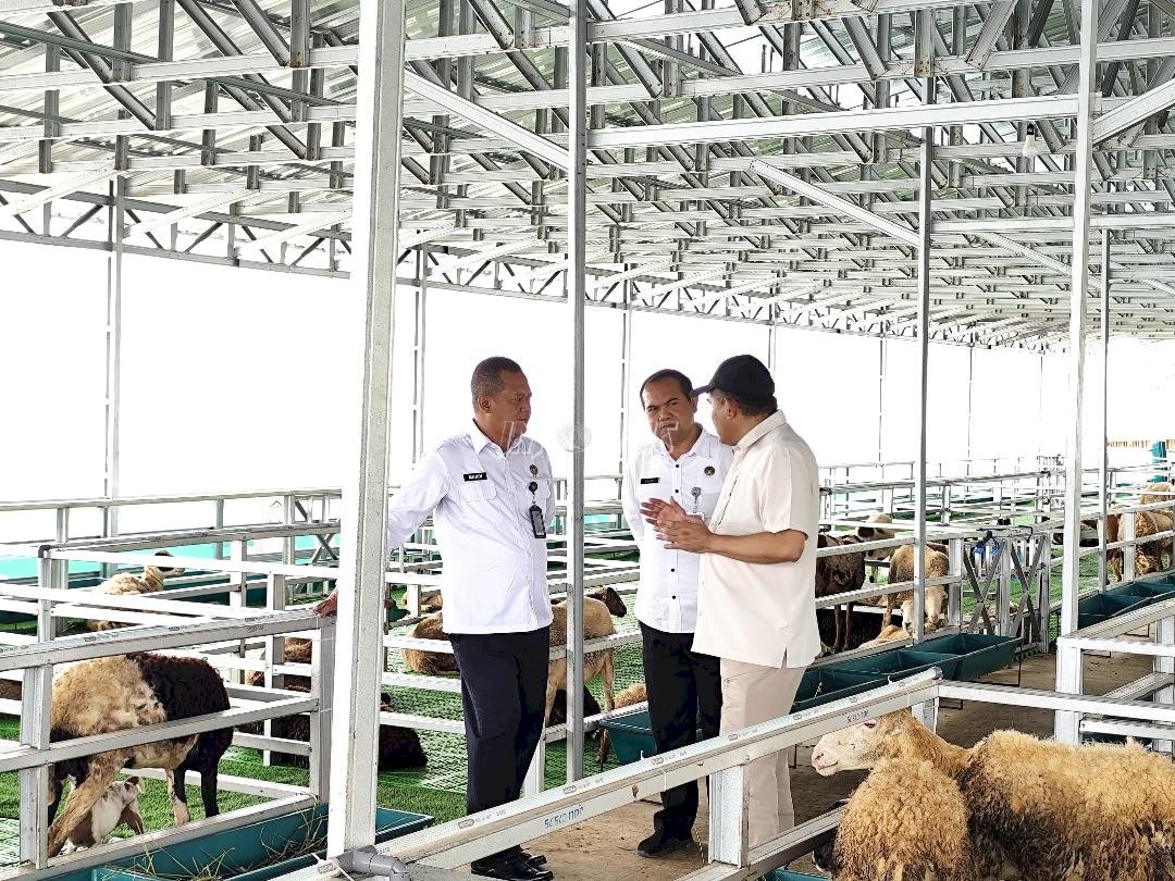 Kakanwil Tinjau Peternakan Domba Garut dan Perkebunan Terong Lapas Kembangkuning