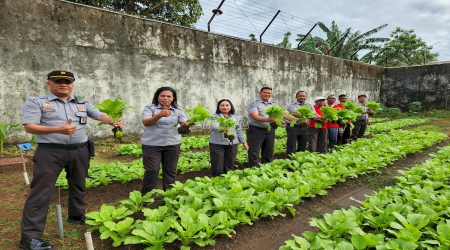 Dukung Ketahanan Pangan, Lapas Tual Panen 21 Kg Sawi