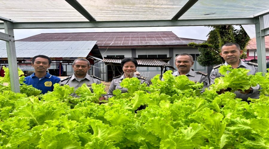Lapas Ambon Panen 18 Kg Selada Hidroponik Hasil Program Kemandirian