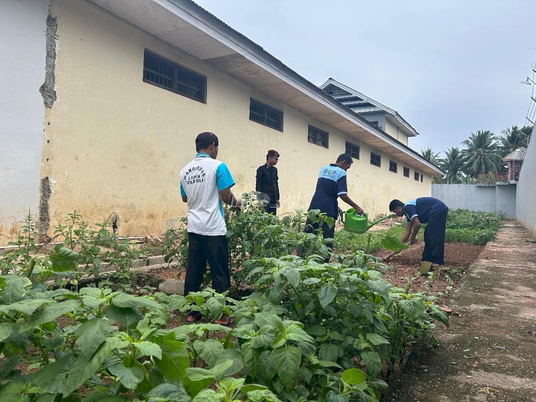 Lapas Tolitoli Manfaatkan Lahan Brandgang untuk Budidaya Hortikultura