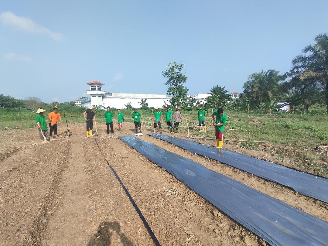 Kembangkan Jagung Hybrida, Warga Binaan LPN Muara Sabak Pasang Mulsa dan Drip