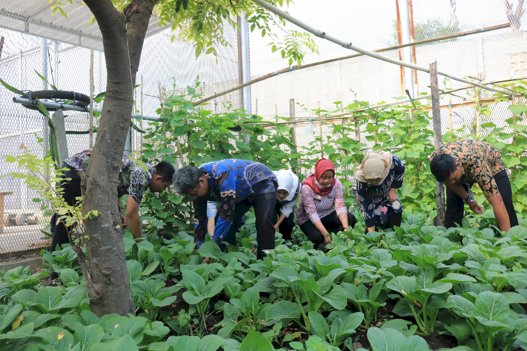 Produktif, Lapas Pemuda Madiun Panen Mentimun dan Sawi