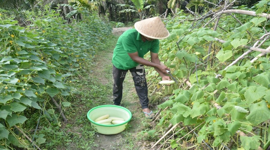 Lapas Narkotika Muara Sabak Panen Timun Hingga 50 Kg