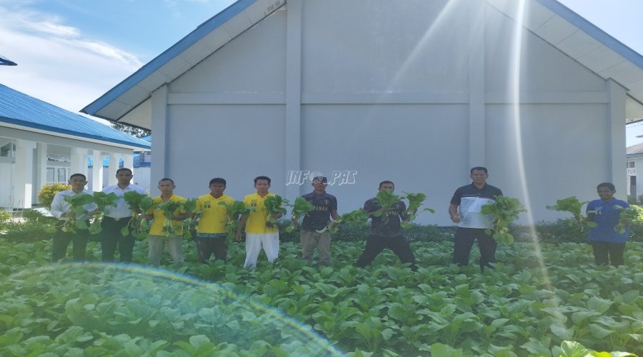 Terus Berkontribusi dalam Ketahanan Pangan, Lapas Namlea Panen Ratusan Ikat Sawi