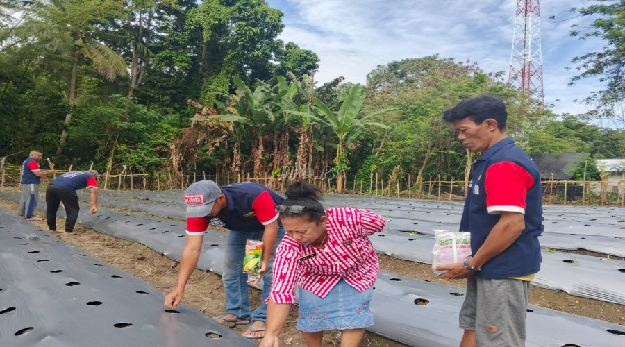 Tebar Harapan, Lapas Wahai Lakukan Penanaman Perdana 3.175 Bibit Jagung