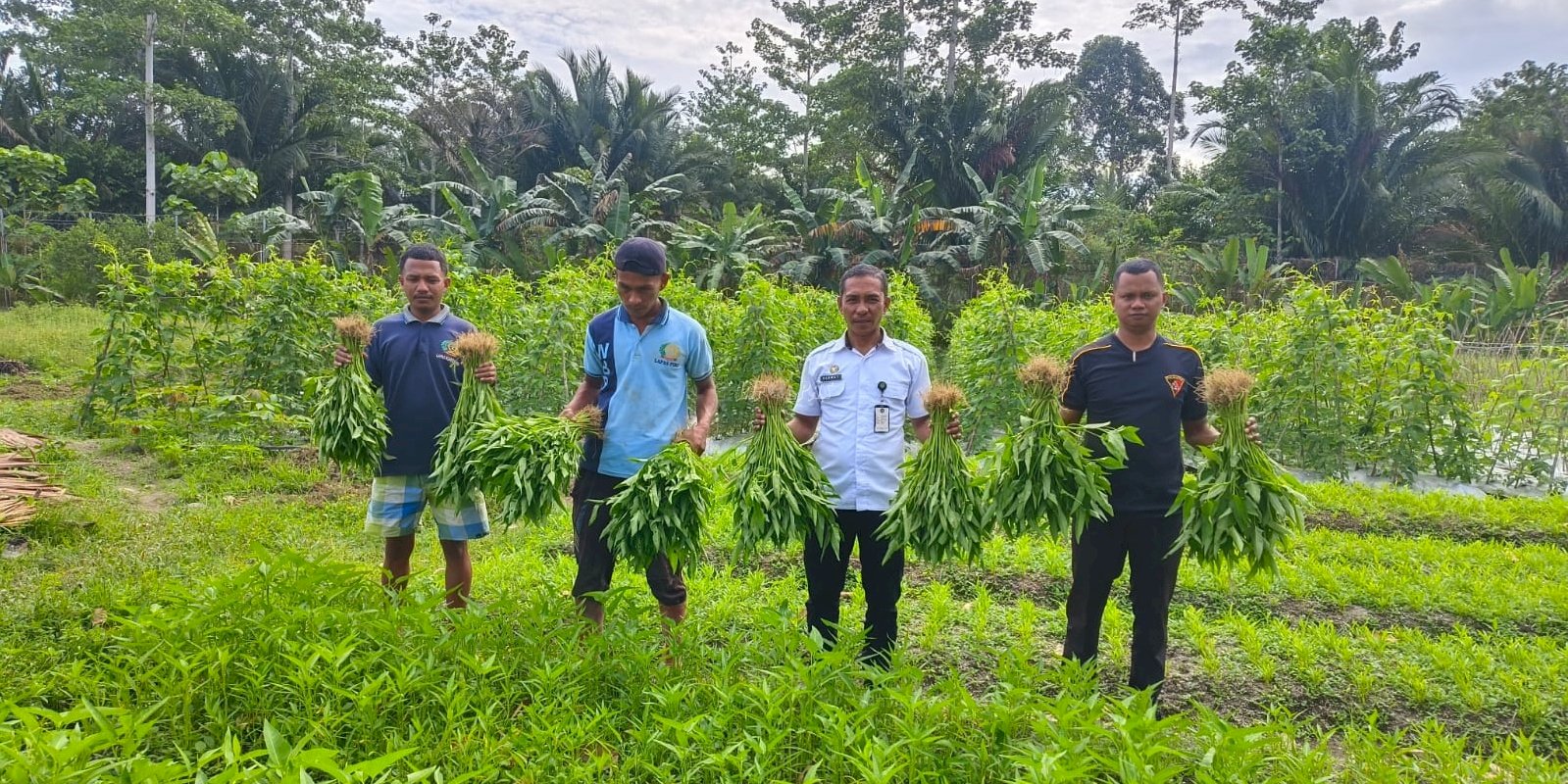 Lapas Piru Panen 50 Ikat Kangkung di Lahan SAE