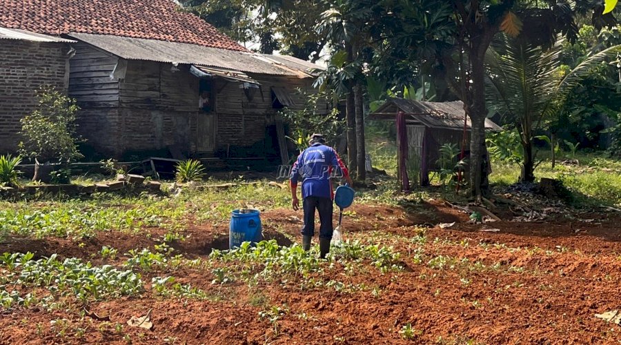 Warga Binaan Lapas Batang Antusias dan Semangat Tanam Bibit Cabai di Lahan SAE