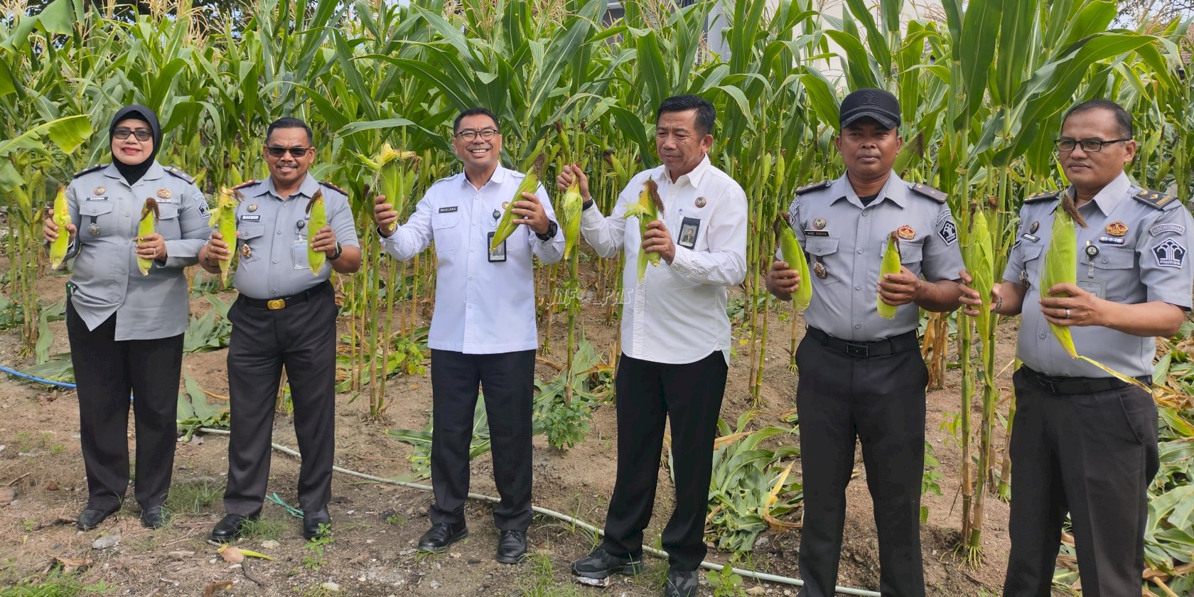 Panen 450 Kg Jagung Manis di Lapas Palu, Kanwil Ditjenpas Sulteng Dukung Swasembada Pangan