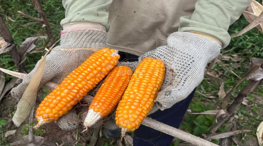 Panen 220 Kg Jagung Lapas Nirbaya, Petugas dan Warga Binaan Gembira Bersama