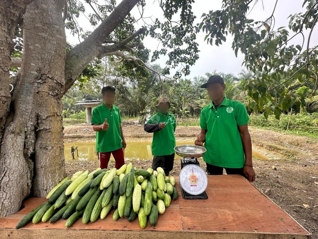 Pembinaan Pertanian Produktif, Lapas Narkotika Muara Sabak Panen Timun 25 Kg