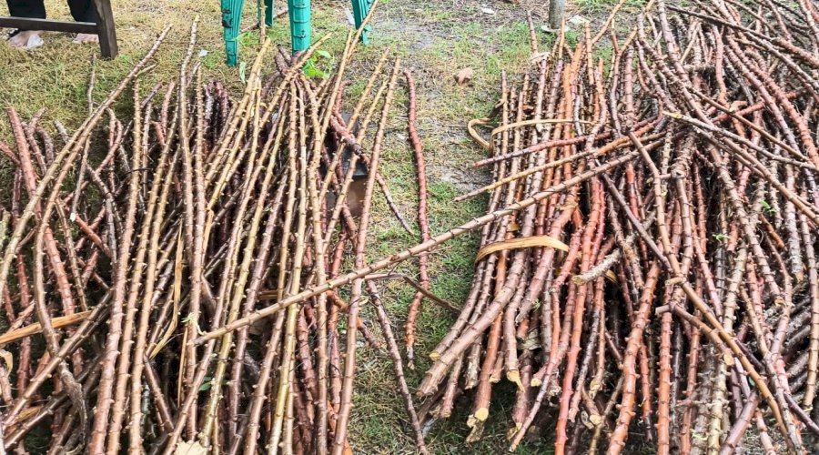 Perbanyak Bibit Singkong, Tim Integrited Farm Lapas Nirbaya Kunjungi Kecamatan Jeruklegi