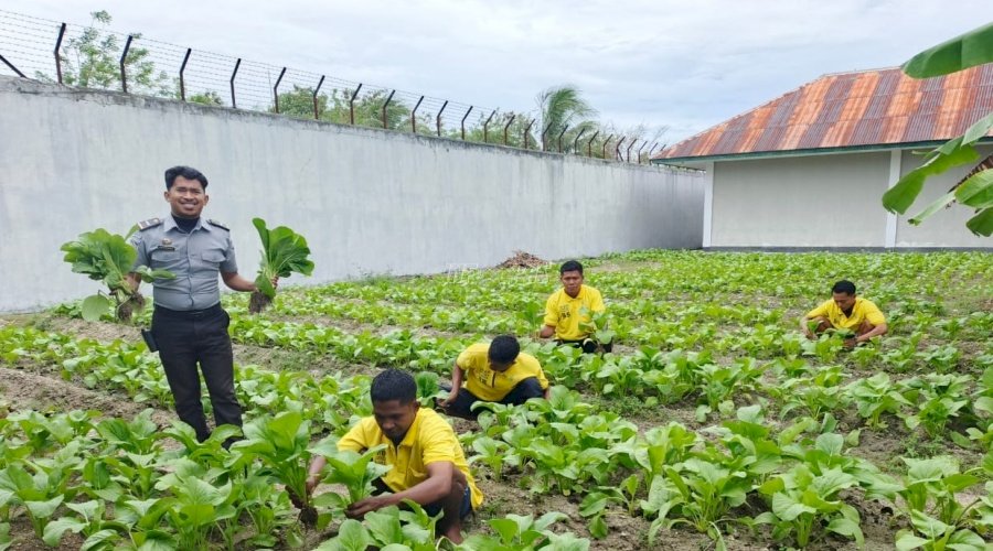 Tingkatkan Produktivitas Ketahanan Pangan, Lapas Namlea Hasilkan Panen Sawi Melimpah