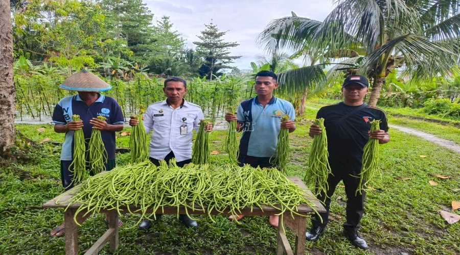 Warga Binaan Lapas Piru Sukses Panen 40 Kg Kacang Panjang