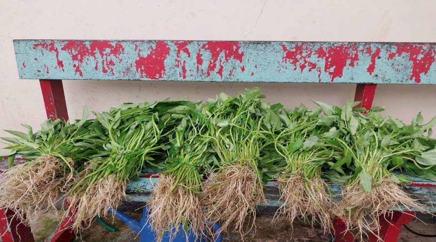 Dari Lahan Lapas Tual, Warga Binaan Panen 35 Kg Kangkung 