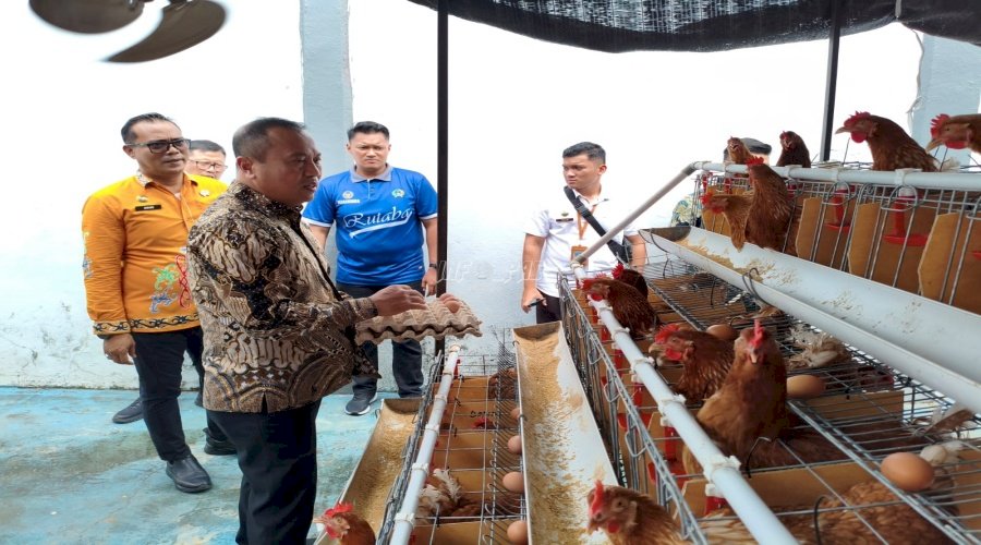 Kakanwil Ditjenpas Kaltim, Staf Ahli Menteri, dan Tenaga Ahli Menteri Apresiasi Panen Telur di Rutan Balikpapan