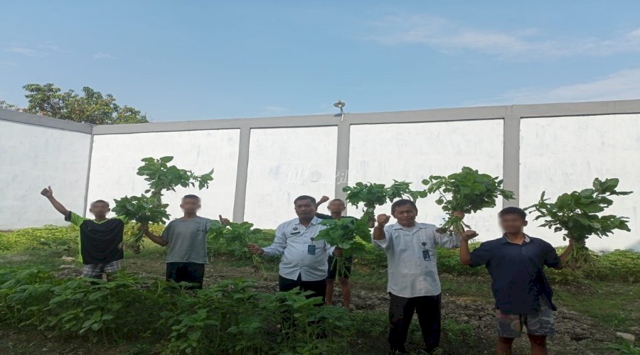 Perdana, Anak Binaan LPKA Medan Petik Hasil Panen Bayam